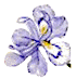 iris04.gif (2985 bytes)
