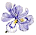 iris04.gif (2985 bytes)